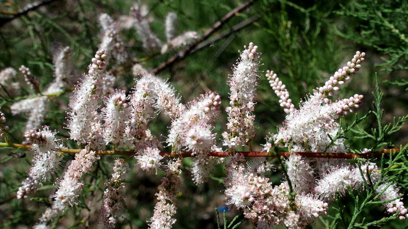 Ai margini 3 - Tamarix sp.